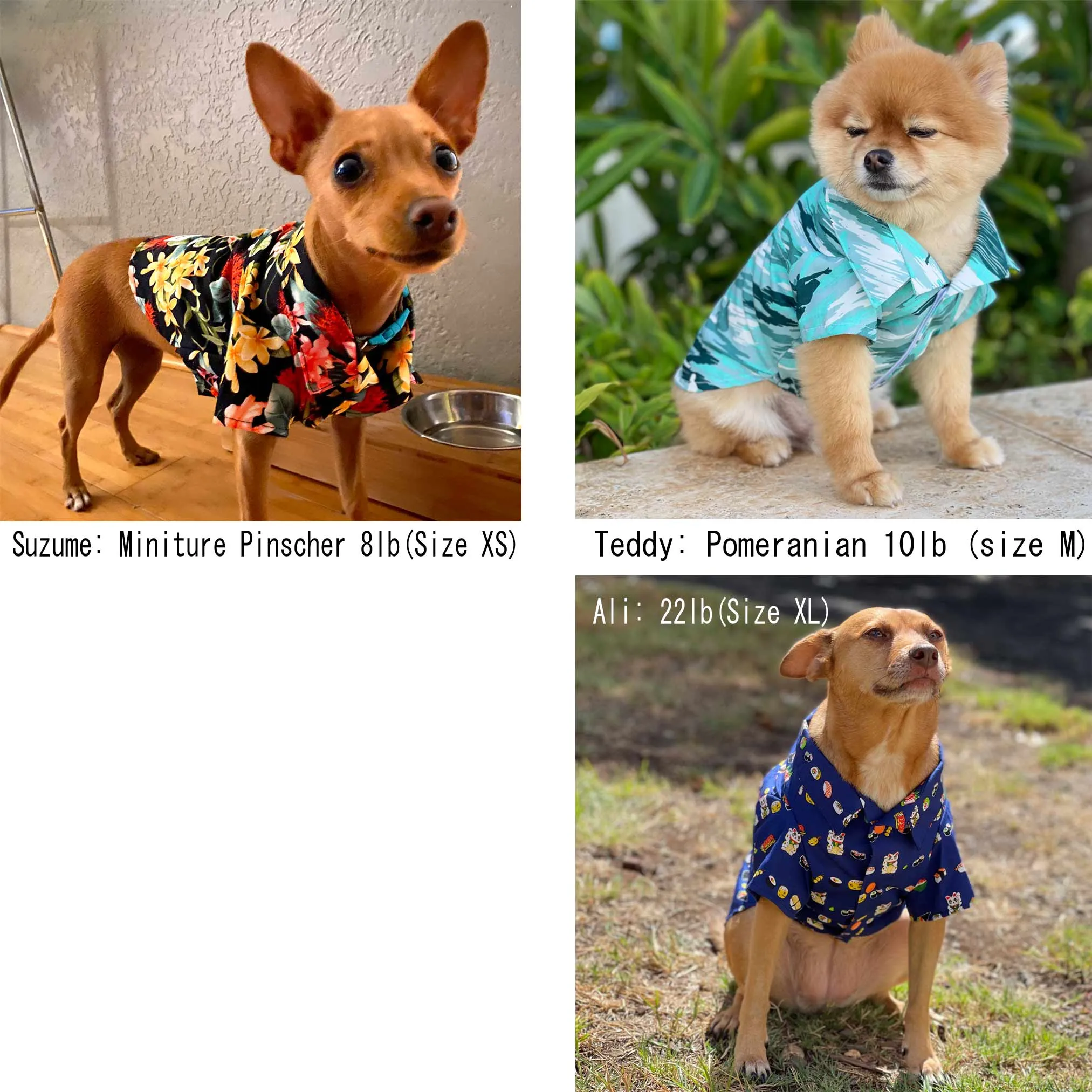 Diamond Head Hawaiian Dog's Shirts | Hawaiian Scenic Series | LIght Blue